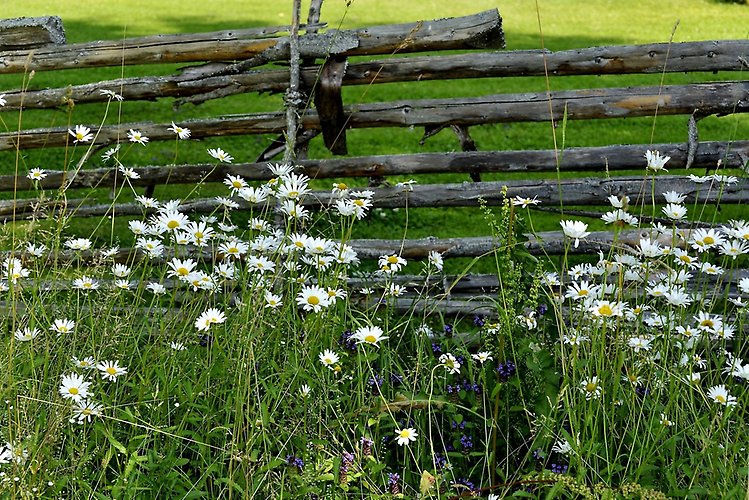 Sommarhage med prästkragar.